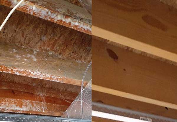 mold removal
